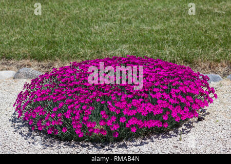 Eine Gruppe von hellen Rosa dianthus Blumen wie die Landschaftsgestaltung in einer Kiesgrube Gehweg von den Rand einer Wiese verwendet. Stockfoto