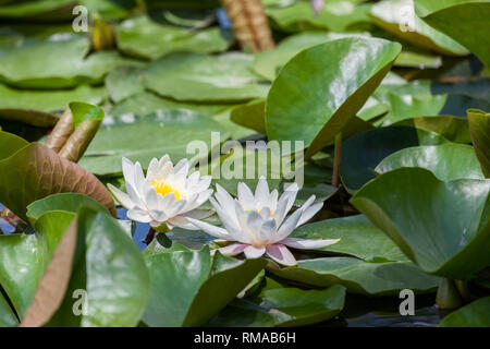 Helle weiße Seerosen wachsen oben grün Lily pad Blätter in einem flachen Teich. Stockfoto