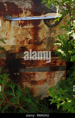 Detail der Tür auf ein klassisches Auto, Rost und in einem üppig bewachsenen Schrottplatz aufgegeben. Stockfoto