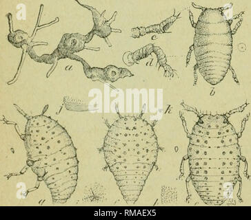 . Jahresbericht. Entomologischen Gesellschaft von Ontario; Schädlinge; Insekten - Ontario Zeitschriften. Der Pfeife. 45. Johannisbeere Span-worm Motte (yiale Gelb mit düsteren Flecken). Abb. 46. Rebe Reblaus. - Ci-Galle auf feinstwurzeln; 6 junge "Laus; e, f, g, mehr gereift Läuse; c, Antenne; d, Bein. A. in Angriff auf die Wurzeln: 1. Die Herstellung von kleinen unregelmäßigen sphärischen Galle auf feinstwurzeln und größeren Wurzeln, Tod. "Rebsorten Reblaus (phyll - oxera Vastatrix). Abb. 46. 2. Große Borer, schneiden ein Rohr durch die Wurzel in der Nähe der Oberfläche. Breite-necked Prionus (Prionus laticollis.) 3. Grub essen die Rinde der beiden Stockfoto