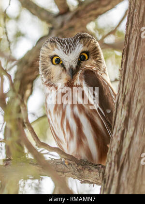 Northern Säge - wetzen Eule hockt auf einem Apfelwein tree branch, Amherst Insel, Ontario, Kanada Stockfoto