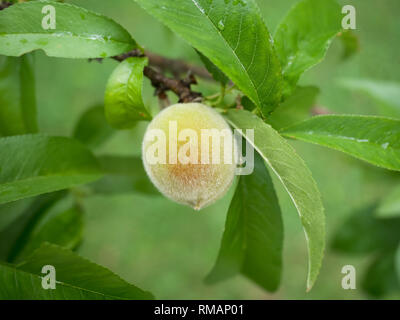 Junge Pfirsich reift auf dem Baum in den frühen Sommer Stockfoto