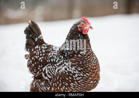 Einen gesprenkelten Sussex henne Grünfutter in einem frischen Schneefall im Winter Stockfoto