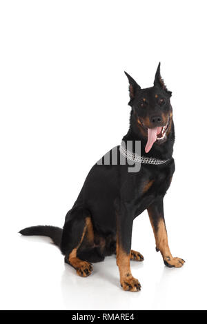 Portrait von beauceron Hund auf weißem Hintergrund. Französischer Schäferhund Stockfoto