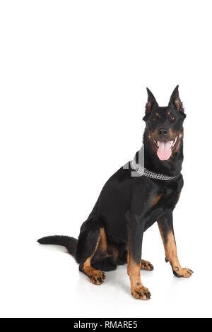 Französischer Schäferhund schaut die Kamera auf weißem Hintergrund. Stockfoto