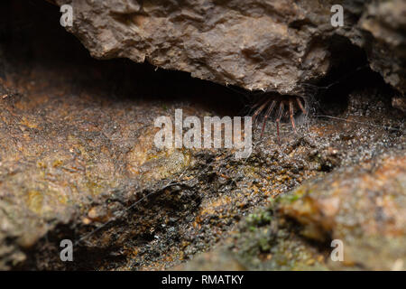 Snake-zurück-spider stalking Opfer Stockfoto