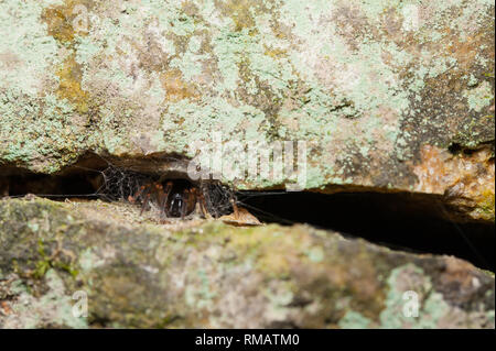 Snake-zurück-spider stalking Opfer Stockfoto