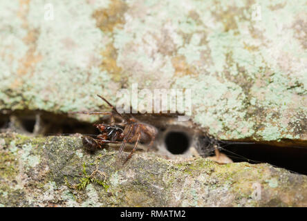 Schlange - zurück Spinne mit Beute Stockfoto