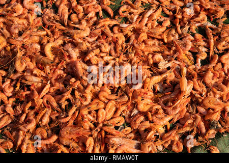 Kambodscha, Kampot Province, Kampot, Trey Koh, Fisch Insel, Kaoh Traeuy Fischerdorf, gekochte Garnelen Trocknen draußen in der Sonne Stockfoto