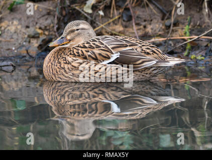 Weibliche Stockente (Anas platyrhynchos), Seitenansicht, schwebend im Wasser mit einer Reflexion im Winter in West Sussex, UK. Stockfoto