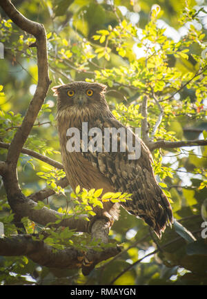 Blakiston's Fish owl gefährdet Stockfoto