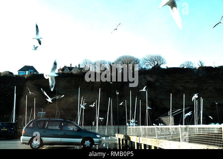 Möwen auf kleine Hoffnung Strand Parkplatz, Shanklin, Isle of Wight, England, UK gefüttert zu werden. Stockfoto