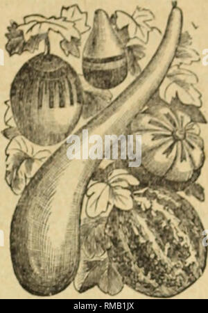 . Jährliche illustrierte Katalog der Samen. Gemüse Samen Samen Kataloge Kataloge; Blumen; Gartengeräte und Zubehör Kataloge; kommerzielle Kataloge Ohio Cleveland. Godetia. Schönen Garten Pflanzen von einfachen Anbau in jedem guten Garten. Boden und bemerkenswert für die Zartheit Ihrer sehr fein. grosse Blüten. Robustes jährliches; ein bis eineinhalb feethigh. (JiOdetia, Wahl gemischt 05 GOURDE. - Cucurbita. Ein Stamm von Kletterern mit seltsam geformten Früchte, in verschiedenen Farben. Der schnelle Samen Katalog. 49. Dekorative Kürbisse. Wachstum, Sie sind feine alte Zäune, Gitter,. baumstümpfe, etc.. Stockfoto