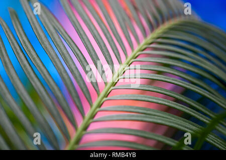 Houseplant leaf selektiven Fokus. blured blau und rosa Hintergrund. diagonale Linie. Stockfoto