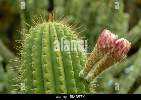 Zwei große rosa lila Knospe auf grünem Stiel mit scharfen Stacheln von echinopsis Kakteen Stockfoto
