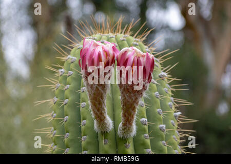 Zwei große rosa lila Knospe auf grünem Stiel mit scharfen Stacheln von echinopsis Kakteen Stockfoto