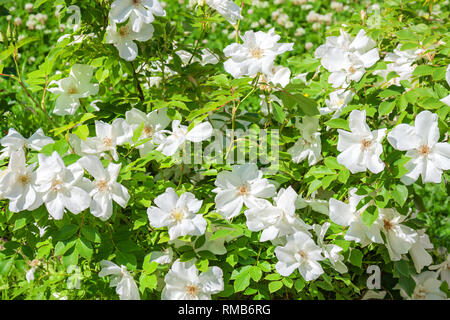 Blüte Bush einer Rose blühen in den weißen Blumen. Knospen der Rosen blühen wurden auf einem Busch im Garten Stockfoto