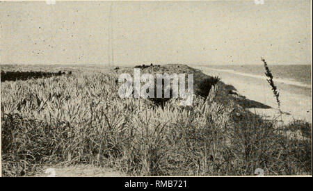 . Jahresbericht. Florida Geological Survey; Geologie - Florida. (Abb. 2 i 2. Kleiner Pool im großen feuchten kalkhaltigen palm Savanne in der Nähe der Leiter der neu entdeckten Hafen auf Merritt Island, mit Kohl Palmettos und Schalter - Gras {Spartiua Bakeri), Feb 7, 1915. Abb. 33. Blick nach Norden entlang der Gebiete in äußerster Dünen, 15 oder 20 Fuß hoch, ungefähr eine Meile südlich von Melbourne Beach, Brevard County. Vegetation meist Säge Palmetto und Meer - Hafer. Februar 4, 1915. Bitte beachten Sie, dass diese Bilder extrahiert werden aus der gescannten Seite Bilder, die digital für die Lesbarkeit verbessert haben mögen - Färbung und das Aussehen von THESS Stockfoto