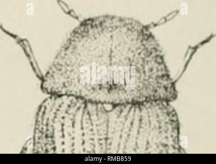 . Jahresbericht. New York State Museum; Wissenschaft - New York (Staat); Pflanzen - New York (Staat); Tiere - New York (State). mnrmm Abb. 30 Drug Store Käfer, von oben und von der Seite, vergrößerte. (Original)^" "m^y^ Positionen. Es ist sogar bekannt, dass sich in einem menschlichen Skelett, das getrocknet worden mit der Bänder auf der Linken zu besiedeln, und hat als perforieren Alufolie und Blatt führen. &Lt;^ ptt^'. Bitte beachten Sie, dass diese Bilder aus gescannten Seite Bilder, die digital für die Lesbarkeit verbessert haben mögen - Färbung und Aussehen dieser Abbildungen extrahiert werden kann Stockfoto