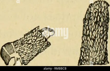 . Jahresbericht. New York State Museum, Wissenschaft. Abb. 17 junge Caterpillar seinen Fall auf einem Blatt: "=po c=Caterpillar unter Streifen und mit der Oberseite nach unten; (/=caterpilla sind. (Nach Riley. Us Dep't Agric. Div. Ent. Bui. Ich ons;^^ Anfang des Erzes vergrößert; y=Fall befestigt an beiden Enden auf der Oberfläche der Blätter von Seidigen Fäden. Nachdem sie selbst fallen durch einige Threads gesichert, es erstreckt sich nun dieser Band und, biegen den Kopf nach unten [Abb. 17.^], macht ein Tauchgang unter ihm, schaltet sich ein. Bitte beachten Sie, dass diese Bilder aus gescannten Seite Bilder, die digital verbessert worden sein kann f extrahiert werden Stockfoto