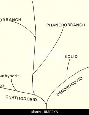 . Jahresbericht - die westliche Gesellschaft von Malacologists. Muscheln, Muscheln. Polypen - Fütterung AHNENFIGUR 1 POROSTOME CRYPTOBRANCH PHANEROBRANCH. Bathydoris Doridoxa GWATHODORID Polypen - Fütterung AHNENFIGUR 2 PHYLOGENETISCHEN SYSTEMATIK DER BESTELLUNG NOTASPIDEA (opisthobranchia) MIT AUFARBEITUNG DER FAMILIEN UND GATTUNGEN Richard C. WUlan Abteilung für Zoologie der Universität von Queensland, St. Lucia, Brisbane, Australien 4067, für 57 Verhaltens- und anatomischen Zeichen werden für jede Gattung der Bestellung Notaspidea tabellarisch aufgeführt. Primitiv und erweiterte Bedingungen für jedes Zeichen sind geschlossen Stockfoto