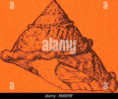 . Jahresbericht - die westliche Gesellschaft von Malacologists. Muscheln, Muscheln. ISSN 0361-1175 DER WESTLICHEN GESELLSCHAFT DER MALACOLOGISTS JAHRESBERICHT Santa Barbara, Kalifornien vom 18.-21. August, 1985 Band 18. Bitte beachten Sie, dass diese Bilder sind von der gescannten Seite Bilder, die digital für die Lesbarkeit verbessert haben mögen - Färbung und Aussehen dieser Abbildungen können nicht perfekt dem Original ähneln. extrahiert. Die westliche Gesellschaft von Malacologists. Pomona, Kalifornien, die westliche Gesellschaft von Malacologists Stockfoto