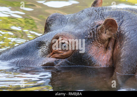 Hippopotamus in das Wasser an der Oasis Park in Fuerteventura, Spanien. Stockfoto