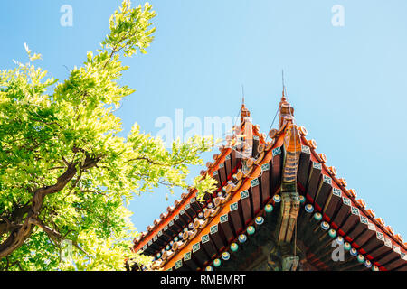 Traditionelle chinesische Dach und Grüner Baum bei Konfuzius Tempel in Peking, China Stockfoto