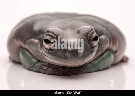 Eine grosse, fette Australischer Laubfrosch, auf dem Boden sitzend. Von einer reinen weißen Hintergrund. Konzentrieren Sie sich auf die Augen. Zimmer für Kopie Stockfoto