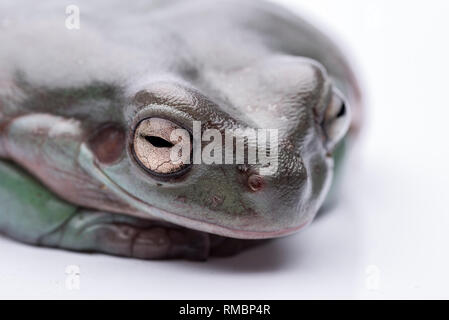 Eine grosse, fette Australischer Laubfrosch, auf dem Boden sitzend. Von einer reinen weißen Hintergrund. Konzentrieren Sie sich auf die Augen. Zimmer für Kopie Stockfoto