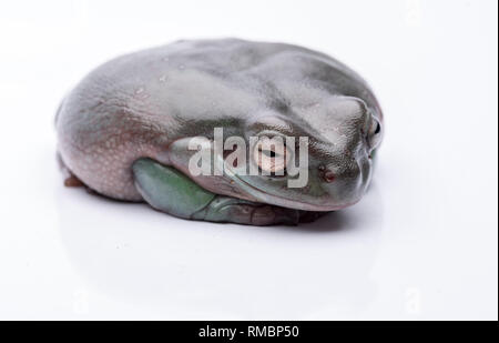 Eine grosse, fette Australischer Laubfrosch, auf dem Boden sitzend. Von einer reinen weißen Hintergrund. Konzentrieren Sie sich auf die Augen. Zimmer für Kopie Stockfoto