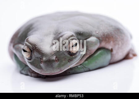 Eine grosse, fette Australischer Laubfrosch, auf dem Boden sitzend. Von einer reinen weißen Hintergrund. Konzentrieren Sie sich auf die Augen. Zimmer für Kopie Stockfoto