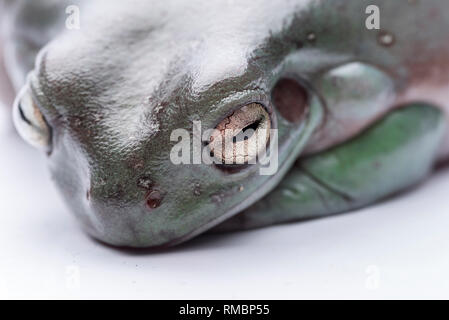 Eine grosse, fette Australischer Laubfrosch, auf dem Boden sitzend. Von einer reinen weißen Hintergrund. Konzentrieren Sie sich auf die Augen. Zimmer für Kopie Stockfoto