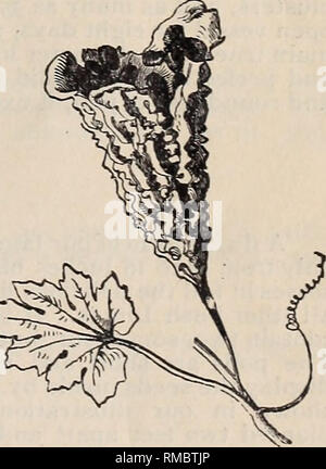 . Jährliche Beschreibender Katalog der Samen: die größte Sammlung der Welt für die Blume Garten für den Rasen für den Gemüsegarten für die Farm &Amp; Baumschule. Baumschulen (Gartenbau) New York (State) Kataloge Kataloge; Gemüse; Blumen Samen Kataloge, Leuchtmittel (Pflanzen) Kataloge. Chinesische Senf. Zit-^ wa. (Benincasa Cerifera) Dies ist die Wax-Gourd, auch als Zierpflanze Kürbis bekannt. Die Frucht ist rund oder länglich, mit festen, weißen Fleisch. Es ist exzellent für bewahrt oder sweet Pickles, und hat als die chinesischen Erhaltung Melone ausgeschrieben worden. Es erfordert X" die gleichen Kultur wie die Mus Stockfoto