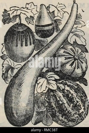 . Jährliche illustrierte Katalog der Samen. Gemüse Samen Samen Kataloge Kataloge; Blumen; Gartengeräte und Zubehör Kataloge; kommerzielle Kataloge Ohio Cleveland. GODETIA. Kürbisse. {Cucurbita.) ein Stamm der Kletterer mit seltsam geformten Früchte in verschiedenen Farben. Der rasante Wachstum Sie sind feine alte Zäune, Gitter, Baumstümpfe, etc. Die foli-Alter ist sehr ornamental zu decken, und die Markierungen auf einige der Früchte ist außergewöhnlich. Nicht den Samen. Dekorative KÜRBISSE., bis alle Gefahr von Frost vorbei ist, und wählen Sie Rich, weicher Boden. Ausschreibung jährliche Kletterer; 10 bis 20 Fuß hoch. Kürbisse, Stockfoto