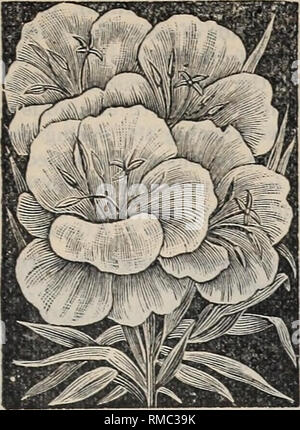 . Jährliche illustrierte Katalog der Samen. Gemüse Samen Samen Kataloge Kataloge; Blumen; Gartengeräte und Zubehör Kataloge; kommerzielle Kataloge Ohio Cleveland. A. Til's/Tonne beschreibenden Samen Katalog. 59. GODETIA. Kürbisse. {Cucurbita.) ein Stamm der Kletterer mit seltsam geformten Früchte in verschiedenen Farben. Der rasante Wachstum Sie sind feine alte Zäune, Gitter, Baumstümpfe, etc. Die foli-Alter ist sehr ornamental zu decken, und die Markierungen auf einige der Früchte ist außergewöhnlich. Nicht den Samen. Bitte beachten Sie, dass diese Bilder aus gescannten Seite Bilder, die Digi wurden extrahiert werden Stockfoto