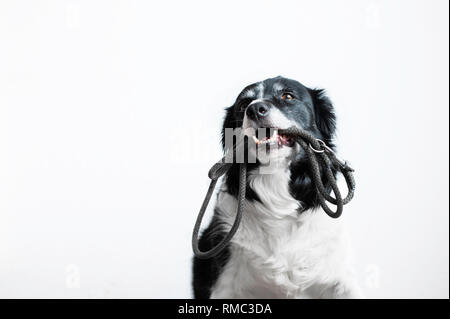 Süßer Hund mit Leine in den Mund. Schwarze und Weiße Border Collie Warten auf den Weg. Portrait auf weißem Hintergrund. Stockfoto