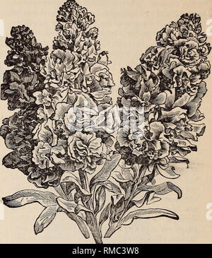 . Jährliche illustrierte Katalog der Samen. Baumschulen (Gartenbau), Minnesota, Kataloge, Gemüse, Samen, Kataloge, Blumen, Kataloge. Violett. Violett, single, süß duftend. Blumen blau... .10 "feinste gemischt, die aus einer Vielzahl von Farben 05 Wand Blume. {Cheiranthus Cheiri.) Der große massive Spitzen der Mauer Blüten sind sehr auffällig in Betten und Grenzen und sind sehr für Blumensträuße nützlich. Sie köstlich duftenden sind, perfekt, und viele Farbnuancen kombinieren, die orange violett und Schokolade vorherrschen. Den Samen säen, früh im Bett, und während die Pflanzen sind sma Stockfoto