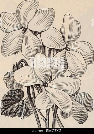 . Jährliche illustrierte Katalog der Samen. Baumschulen (Gartenbau), Minnesota, Kataloge, Gemüse, Samen, Kataloge, Blumen, Kataloge. "62 A. Du Bois Des Beschreibenden Samen Katalog.. Violett. Violett, single, süß duftend. Blumen blau... .10 "feinste gemischt, die aus einer Vielzahl von Farben 05 Wand Blume. {Cheiranthus Cheiri.) Der große massive Spitzen der Mauer Blüten sind sehr auffällig in Betten und Grenzen und sind sehr für Blumensträuße nützlich. Sie köstlich duftenden sind, perfekt, und viele Farbnuancen kombinieren, die orange violett und Schokolade vorherrschen. Leistungsbeschreibung der se Stockfoto