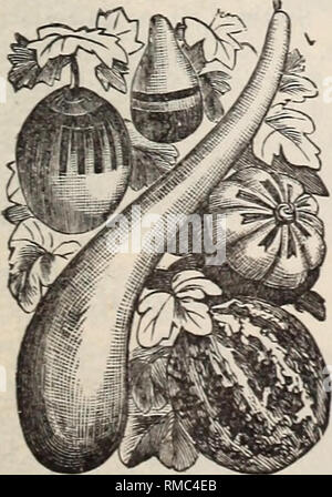. Jährliche illustrierte Katalog der Samen. Baumschulen (Gartenbau), Minnesota, Kataloge, Gemüse, Samen, Kataloge, Blumen, Kataloge. GODETIA. Schönen Garten Pflanzen von einfachen Anbau in ein ^- guten Gartenboden und bemerkenswert für die deli - cacj - Ihrer ver^- grosse Blüten. Harte} - Jährliche; ein bis eineinhalb Meter hoch. Godetia, fein gemischt 05 KÜRBISSE. iCucurbita.) ein Stamm der Kletterer mit seltsam geformten Früchte in verschiedenen Farben. Der rasante Wachstum, Sie sind feine alte Zäune, Gitter, Baumstümpfe, etc. Das Laub ist sehr ornamental zu decken, und die Markierungen auf einige der Früchte extraordin Stockfoto