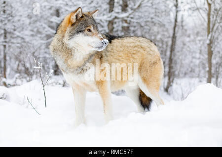 Fokussierte Alpha Male Wolf steht im Schnee im schönen Winter Forest Stockfoto