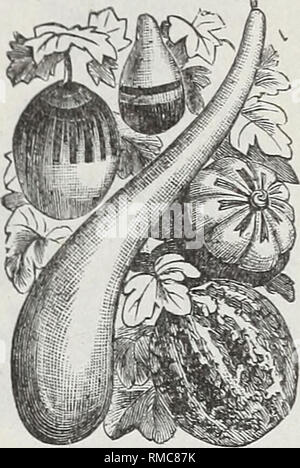 . Jährliche illustrierte Katalog der Samen. Gemüse Samen Samen Kataloge Kataloge; Blumen; Gartengeräte und Zubehör Kataloge; kommerzielle Kataloge Ohio Cleveland. Godetia - Schöner Garten Pflanzen von einfachen Anbau in jedem guten Gartenboden und bemerkenswert für die Zartheit ihrer sehr schönen großen Blüten. Robustes jährliches; ein bis eineinhalb Meter hoch. Godetia, fein gemischt 0,05 Kürbisse. (Cucnrbita.) ein Stamm der Kletterer j'Ith merkwürdig geformten Früchte in verschiedenen Farben. Der rasante Wachstum.' Sie sind feine alte Zäune, Gitter, Baumstümpfe, etc. Die foliatce zu decken. Dekorative Kürbisse. Alle da Stockfoto