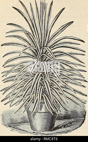 . Jährliche illustriert und Beschreibender Katalog Der neue, seltene und schöne Pflanzen und Samen. Baumschulen (Gartenbau), Florida, Kataloge; Pflanzen, Zierpflanzen, Kataloge, Blumen, Kataloge, tropischen Pflanzen, Kataloge, Obstbäumen, Sämlinge, Kataloge. 66 Die amerikanische Exotische Baumschulen. Sieben Eichen, Florida. Yucca aloifolia. Aloe. T. Asiatica, eine niedrig wachsende und sehr freie - blühende Pflanze, vijith die schönsten kleinen Blüten Hellblau und Royal Purple, mit leuchtend gelben Kehle; wird überall wachsen, aber Bevorzugt einen feuchten, schattigen Ort. 15 Cent. T. Fournieri, "weiße Flügel." Blumen Stockfoto