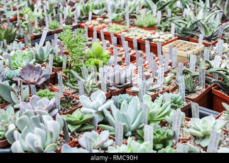 Viele verschiedene Kakteen in Blumentöpfen mix Verkauf in Blumen Speichern, Ansicht von oben. Garten Center mit vielen Topfpflanzen kleine Kakteen Verkauf auf dem Blumenmarkt. Va Stockfoto