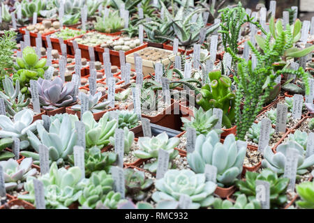 Viele verschiedene Kakteen in Blumentöpfen mix Verkauf in Blumen Speichern, Ansicht von oben. Garten Center mit vielen Topfpflanzen kleine Kakteen Verkauf auf dem Blumenmarkt. Va Stockfoto