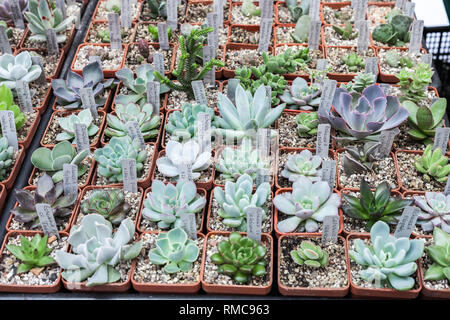 Viele verschiedene Kakteen in Blumentöpfen mix Verkauf in Blumen Speichern, Ansicht von oben. Garten Center mit vielen Topfpflanzen kleine Kakteen Verkauf auf dem Blumenmarkt. Va Stockfoto