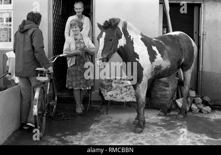 70er-Jahre irische Familie mit pet-städtischen Pferd im Vorgarten ihres Hauses. Limerick, im County Limerick, Irland. Westküste des südlichen Irland 70 s HOMER SYKES Stockfoto