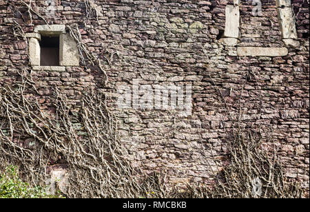 Hintergrund Steinmauer mit bewachsenen alten Efeu Stockfoto