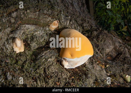 Orange Pilze, Schwamm wie Pilz auf einem Baumstamm, Whitewell, Clitheroe, Lancashire wächst. Stockfoto