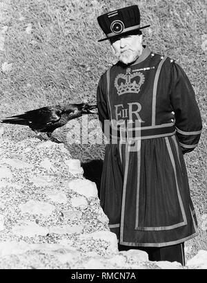 Diese Yeoman Warder am Turm ist 'Ravensmaster' und hier dargestellt ist mit einem seiner sechs Schützlinge. Nach dem alten Gesetz, das Ravens haben den Status der Soldaten mit einer wöchentlichen Zahlen von zweieinhalb Shilling jeweils für das pferdefleisch. Nach der Legende, nach einem großen Brand im 17. Jahrhundert, der Turm wurde von Raven Schwärme belagert, wegen der vielen Leichen herumliegen. Wenn die dann König Charles II. wollte sie weg zu jagen, erhielt er die Nachricht von der folgenden Prophezeiung: Wenn der letzte Raben den Tower verlassen hatte, dieser königlichen Palast zusammenbrechen würde und die Monarchie zu kommen Stockfoto